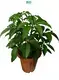  schefflera alpine  | Youngplants 1