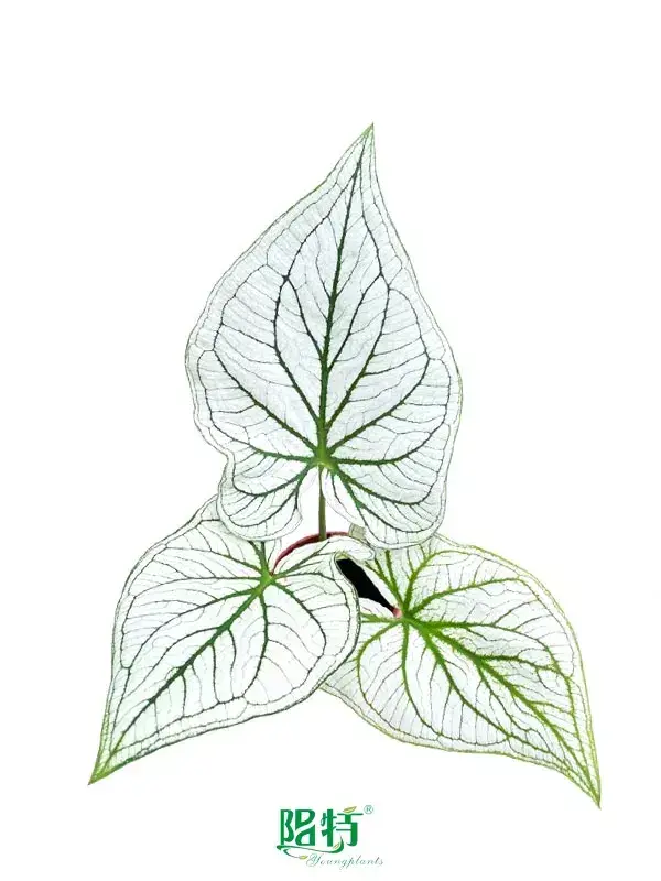  caladium varieties  | Youngplants 1