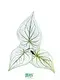  caladium varieties  | Youngplants 1