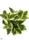  xanthosoma jungle bush  | Youngplants 1