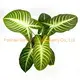  peperomia raindrop care  | Youngplants 1
