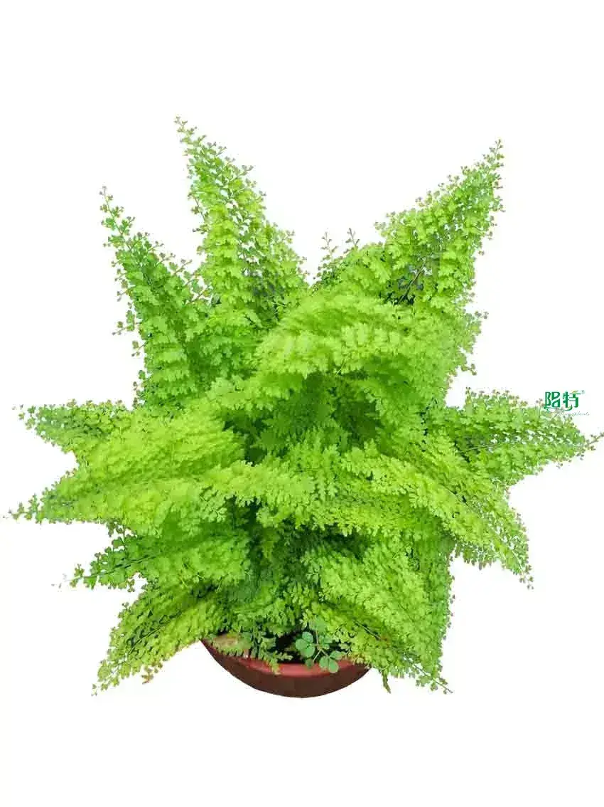 types of ferns at Wholesale Prices | Youngplants 1