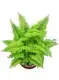 types of ferns at Wholesale Prices | Youngplants 1