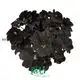 Youngplants |  begonia houseplant 1 1