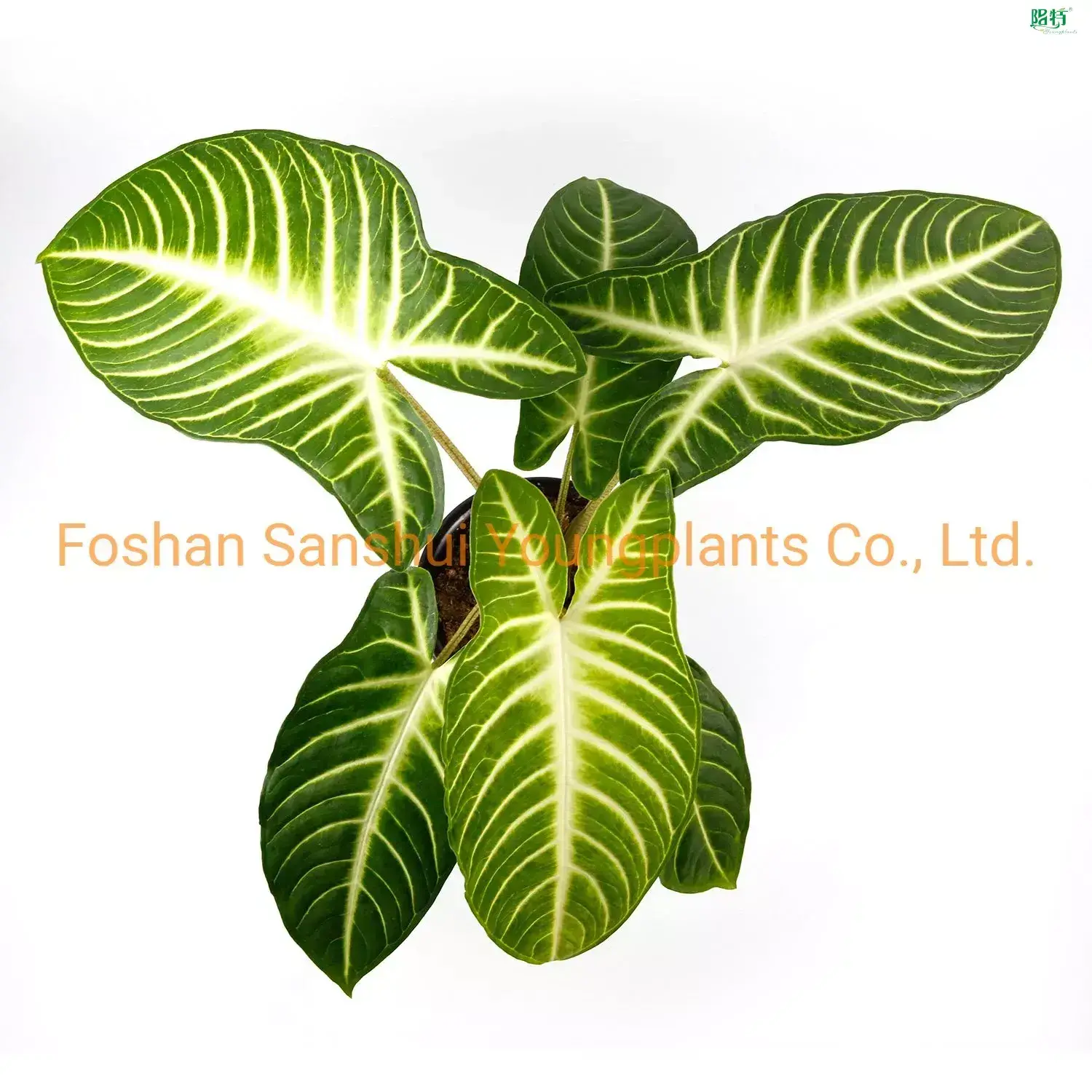 Youngplants |  pruning plants and trees  1