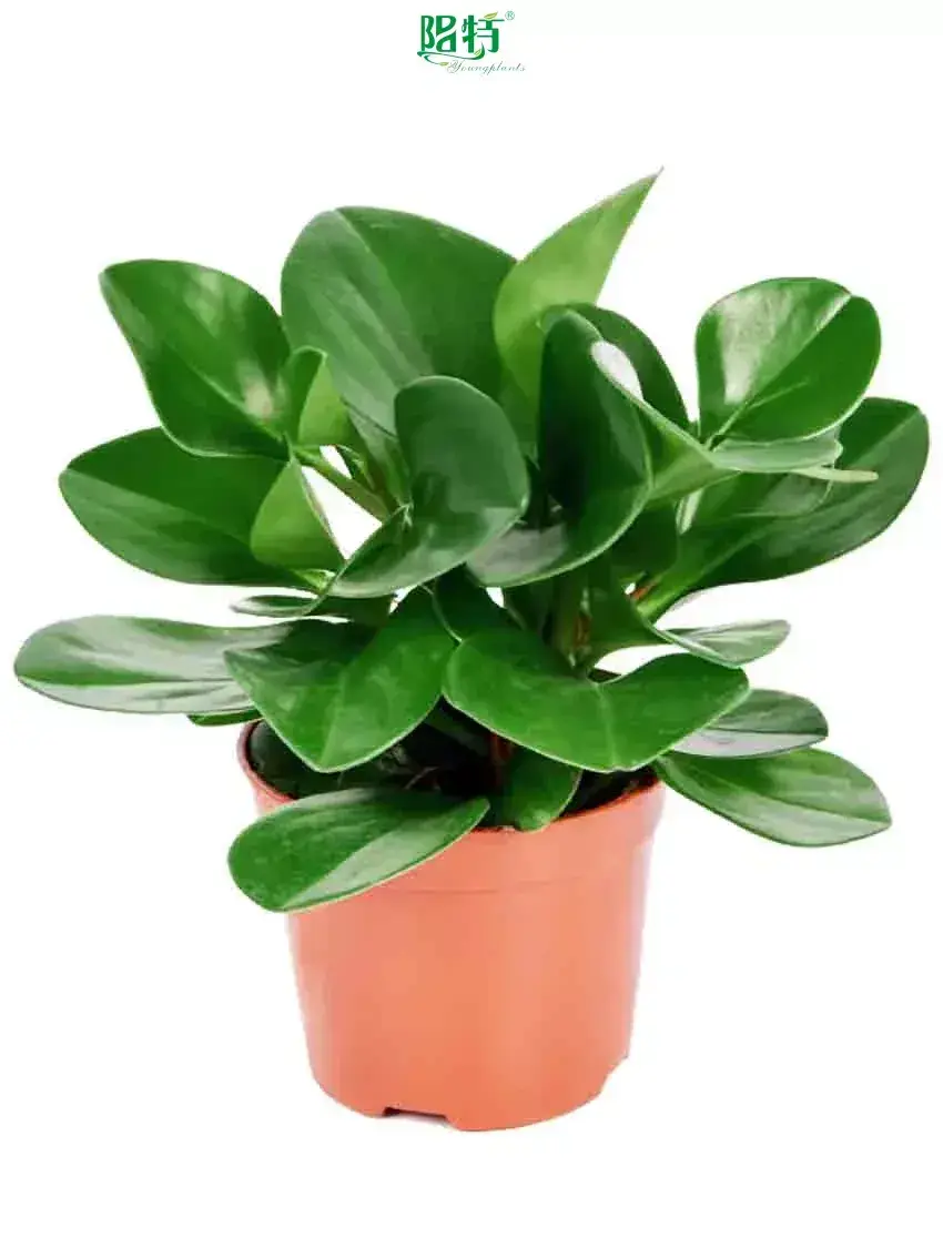  raindrop plant  | Youngplants 1
