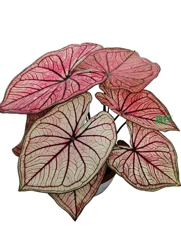 Custom caladium plant  Manufacturer | Youngplants 1