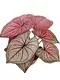 Custom caladium plant  Manufacturer | Youngplants 1