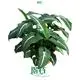  syngonium podophyllum pink  | Youngplants 1