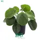 Monstera at Wholesale Prices | Youngplants 1