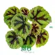 Youngplants |  begonia rex red 1 1