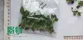  scindapsus treubii  | Youngplants1 1