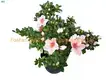 Custom types of croton plants  Manufacturer | Youngplants1 1