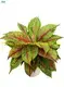 Custom aglaonema types  Manufacturer | Youngplants 1