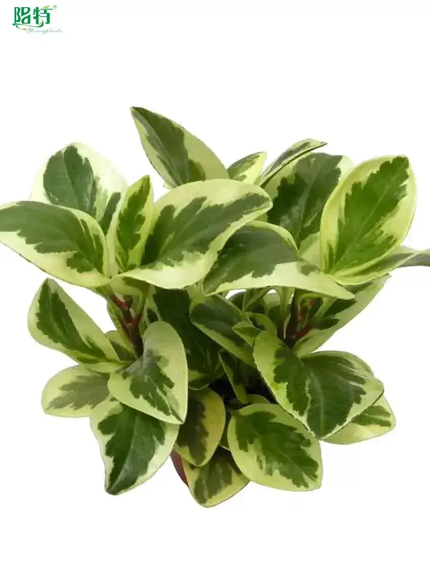 peperomia polybotrya care at Wholesale Prices | Youngplants 1