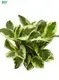 peperomia polybotrya care at Wholesale Prices | Youngplants 1