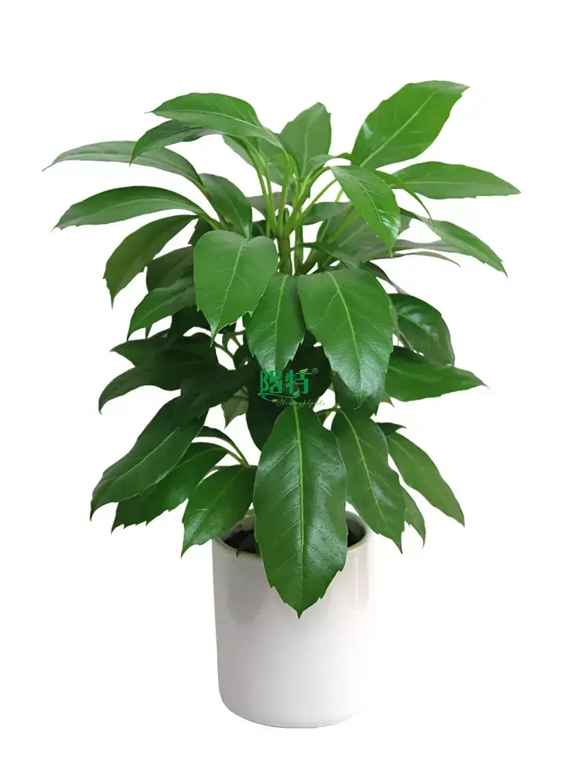 Youngplants |  schefflera varieties  1