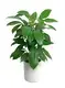 Youngplants |  schefflera varieties  1