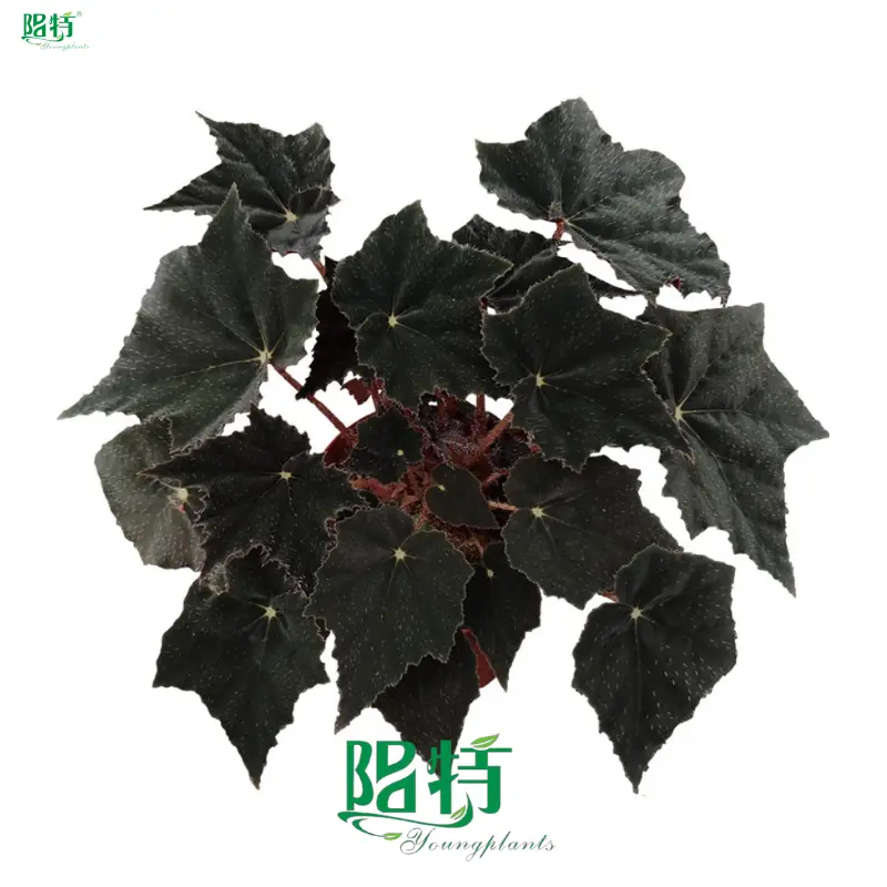 begonia indoor at Wholesale Prices | Youngplants 1