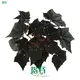 begonia indoor at Wholesale Prices | Youngplants 1