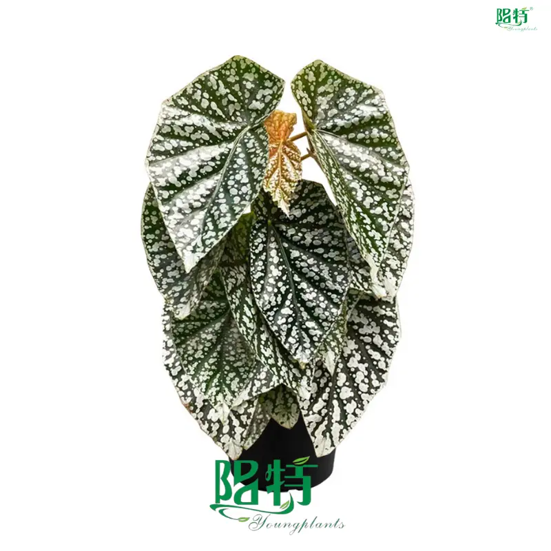 Youngplants |  begonia rex flower 1 1