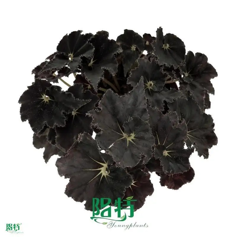 Custom rex begonia care  Manufacturer | Youngplants1 1