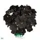Custom rex begonia care  Manufacturer | Youngplants1 1