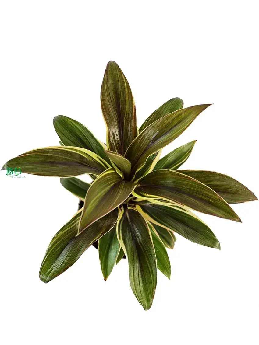Custom caladium bicolor  Manufacturer | Youngplants 1