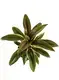 Custom caladium bicolor  Manufacturer | Youngplants 1