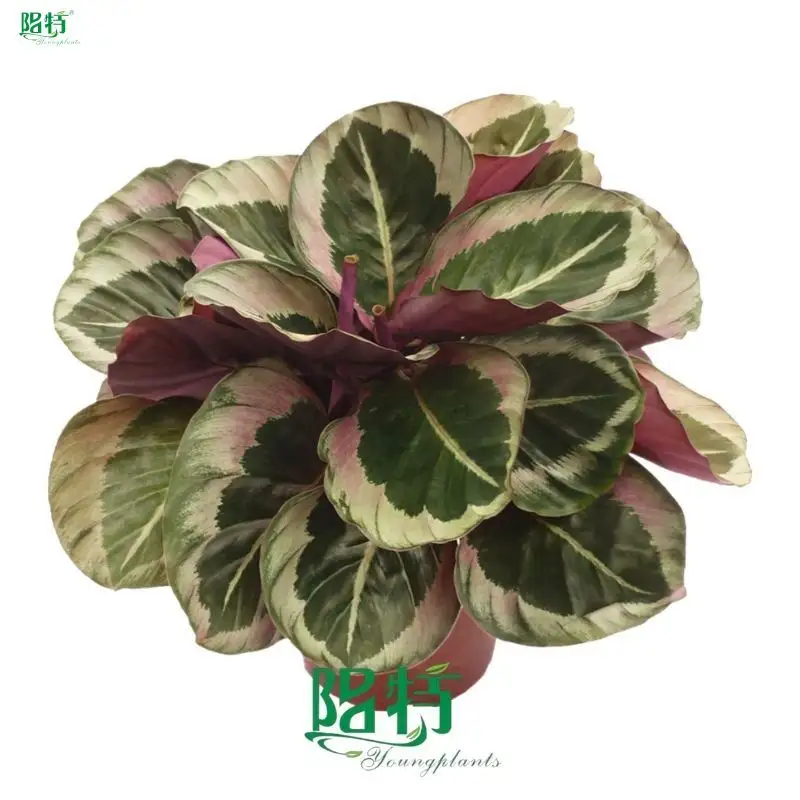 Custom calathea leuconeura  Manufacturer | Youngplants 1