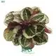 Custom calathea leuconeura  Manufacturer | Youngplants 1