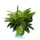 Youngplants |  aglaonema tissue culture  1