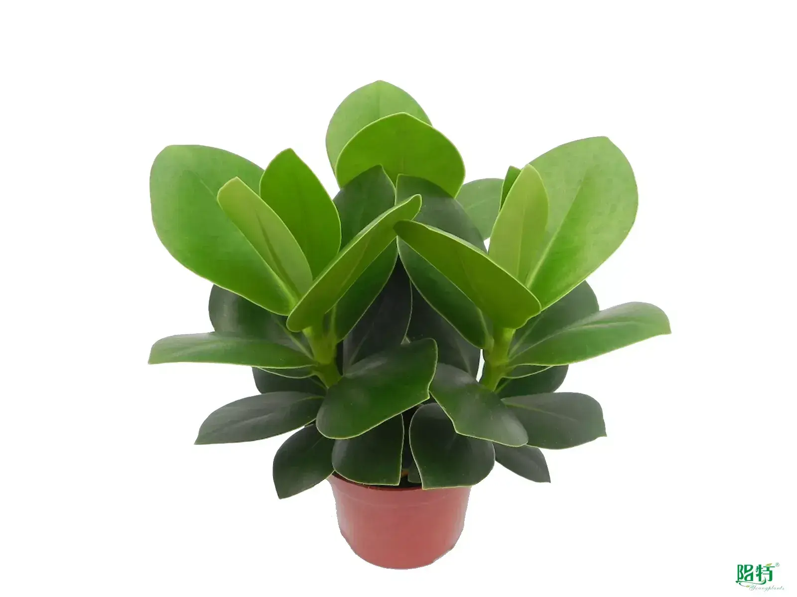  clusia plant  | Youngplants 1