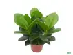  clusia plant  | Youngplants 1