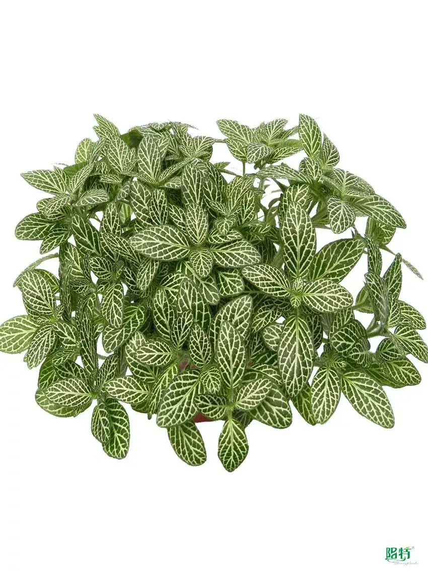 Custom peperomia obtusifolia  Manufacturer | Youngplants 1