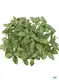 Custom peperomia obtusifolia  Manufacturer | Youngplants 1