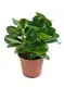 peperomia plant at Wholesale Prices | Youngplants 1