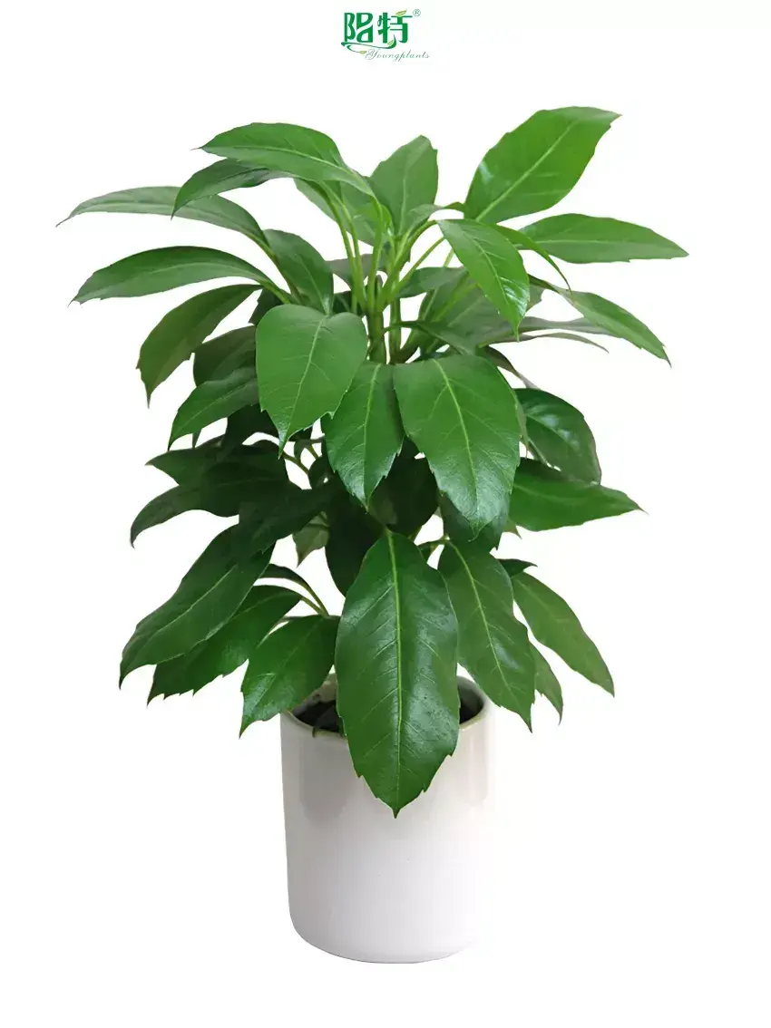 schefflera actinophylla at Wholesale Prices | Youngplants 1