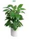 schefflera actinophylla at Wholesale Prices | Youngplants 1