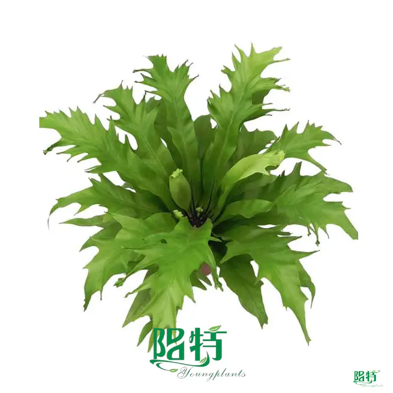  lady fern  | Youngplants 1