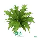  lady fern  | Youngplants 1