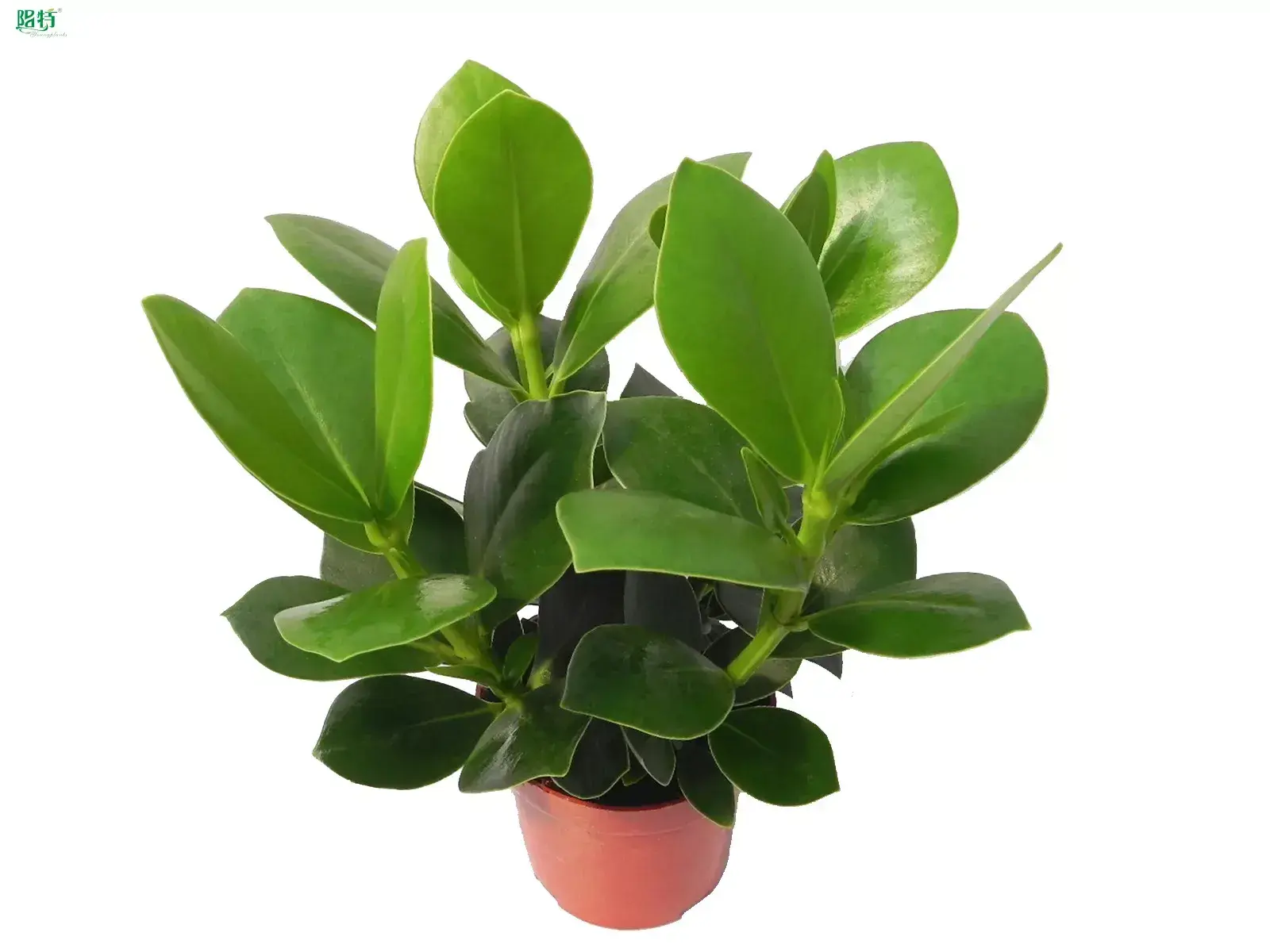  scindapsus varigata  | Youngplants 1