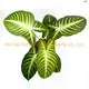 Youngplants |  xanthosoma varieties  1