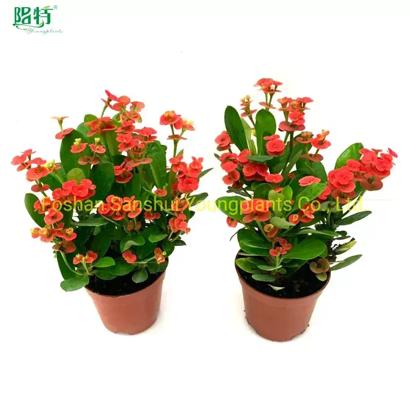 Youngplants |  variegated croton  1