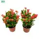 Youngplants |  variegated croton  1
