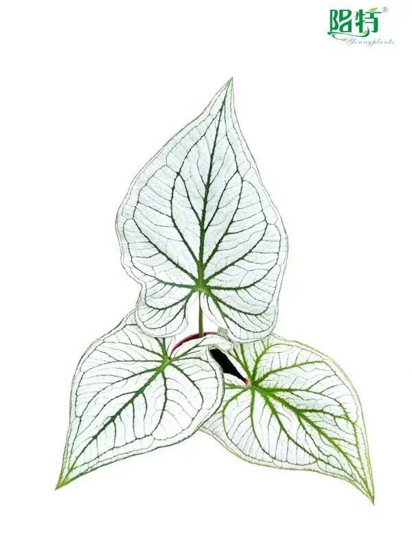 rooted plugs at Wholesale Prices | Youngplants 1