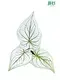 rooted plugs at Wholesale Prices | Youngplants 1