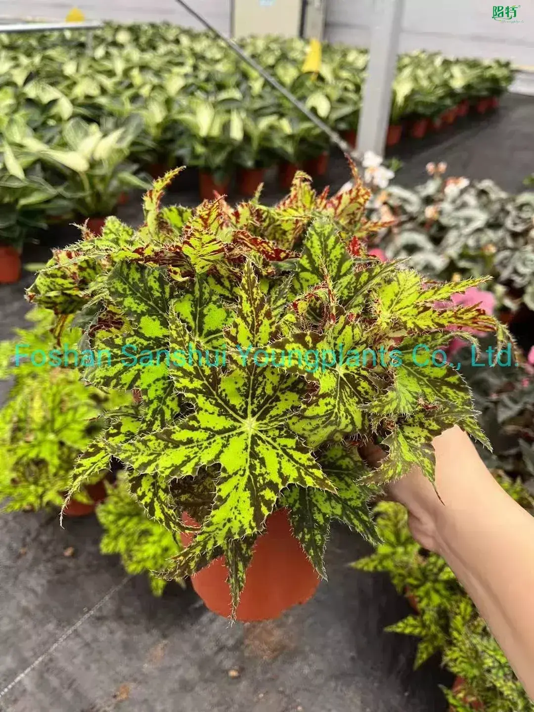 Youngplants |  begonia rex flower 2 1