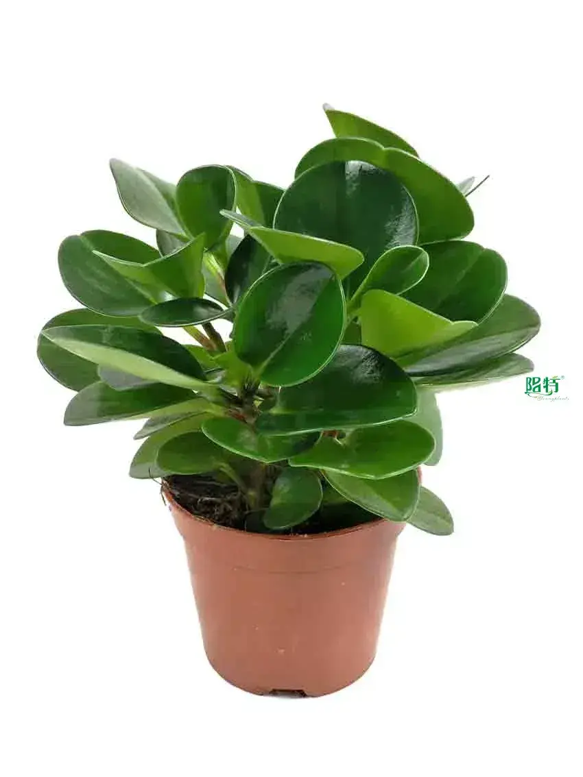 peperomia polybotrya flower at Wholesale Prices | Youngplants 1