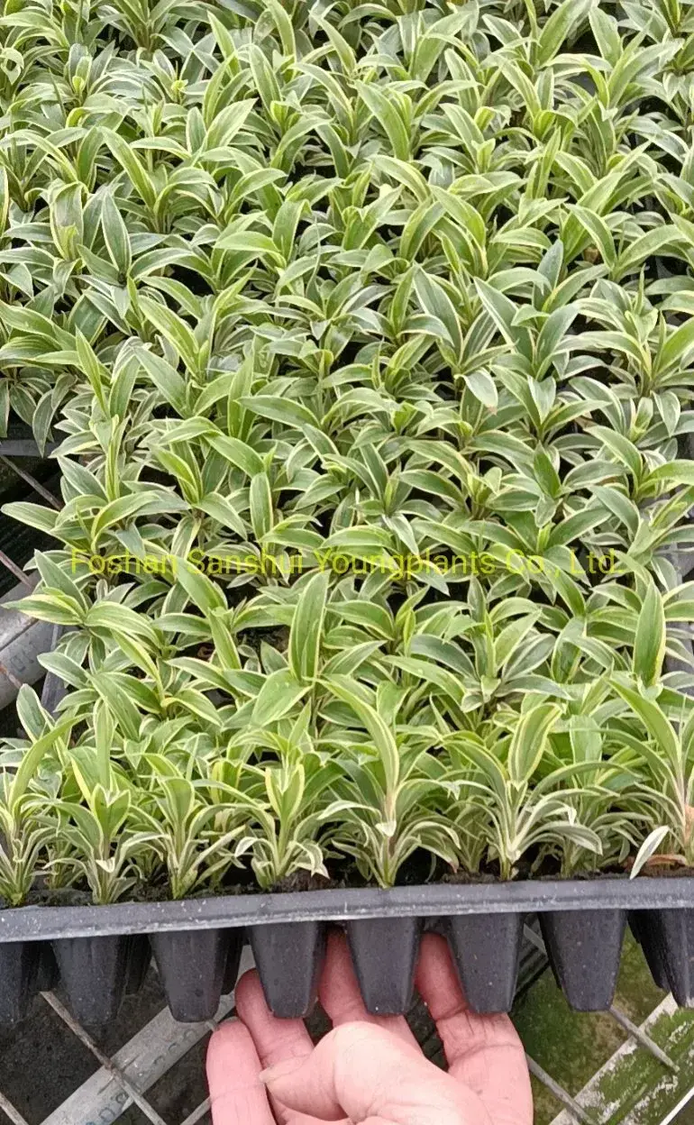  perennial plants  | Youngplants 2